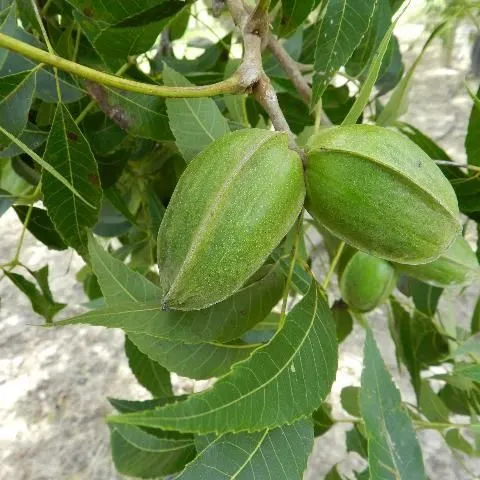 thumbnail for publication: Pecan Cultivars for North Florida